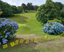 Hydrangea on the golf course at the Budock Vein hotel in Cornwall. Hydrangea on the golf course at the Budock Vein hotel in Cornwall. Hydrangea and wisteria seemed to grow wild throughout Cornwall. These are the bluest I've...