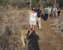 CatWalk1 Some of our group "walk with the lions" on an optional tour. That's Sylvia in the green T-shirt and blue slacks.