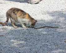 D04x_Cat A Turkish cat checks out a snake. The snake left unharmed, the cat, a stray, had no teeth.