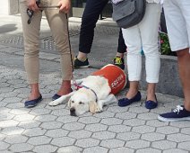 We went to Kamakura our first day in Japan. Jerry was the tour guide. Even the dogs were moving slow. This work dog wasn't working. We went to Kamakura our first day in Japan. Jerry was the tour guide. Even the dogs were moving slow. This work dog wasn't working.