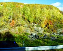 D04_G_CountrysideGoats Countyryside enroute from Oslo to Flam. The leaves are changing, but they are not the colorful maples and oaks on New Enland. they are most pine, birch, aspen,...