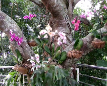 Blooming orchids in a park in Rio de Janeiro. Blooming orchids in a park in Rio de Janeiro.