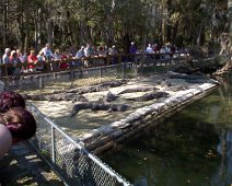 Alligators TOSHIBA Exif JPEG