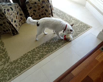 Phantom with Larry the Lamb - his favorite toy. Judy sent this. Phantom with Larry the Lamb - his favorite toy. Judy sent this.