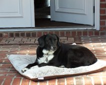 Sadie always enjoyed laying in the sunny as long as she could keep on an eye on her domain. She's six now. Sadie always enjoyed laying in the sunny as long as she could keep on an eye on her domain. She's six now.