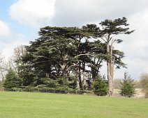 Some magnificent old pines in Attingham Park near Shrewsbury. The estate formerly consisted of 6000 acres of park. Some magnificent old pines in Attingham Park near Shrewsbury. The estate formerly consisted of 6000 acres of park.