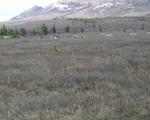 CIMG0490 herd of caribou in Denali