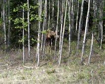 CIMG0602 moose