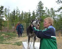 CIMG0618 Ouzo at Club Med dog training farm - Whitehorse