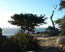 Monterey Cypress near Santa Barbara. November 2006 trip to California with Al & Sheila. Monterey Cypress near Santa Barbara.