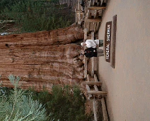 General Sherman giant sequoia (redwood) tree. November 2006 trip to California with Al & Sheila. General Sherman is a giant sequoia tree located in the Giant Forest of Sequoia National Park. By volume, it...