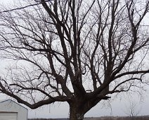 Tree outside our Cabin in Clarinda, Iowa. Tree outside our Cabin in Clarinda, Iowa.