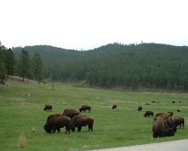 Buffalo_Black_Hills1 June 2003 trip to Yellowstone National Park with Al and Sheila.