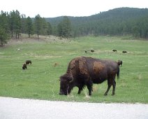 Buffalo_Black_Hills2 June 2003 trip to Yellowstone National Park with Al and Sheila.