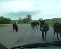 Burros_Black_Hills2 June 2003 trip to Yellowstone National Park with Al and Sheila.