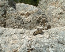 Chipmonk_Black_Hills2 June 2003 trip to Yellowstone National Park with Al and Sheila.