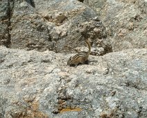 Chipmonk_Black_Hills3 June 2003 trip to Yellowstone National Park with Al and Sheila.