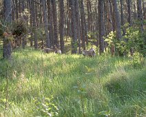 Deer_At_Chapel June 2003 trip to Yellowstone National Park with Al and Sheila.