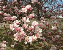 Magnolias_McCollums Magnolias at our house on Garden Place in Bentonville.