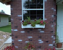 Shed_Caladium Sylvia has planted flowers in front of our little garden shed jerry built at Garden Place in Bentonville.