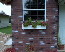 Shed_Caladium Sylvia has planted flowers in front of our little garden shed jerry built at Garden Place in Bentonville.