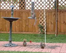 Squirrels_at_Bird_Table_11 Squirrels and a cardinal feeding at our house on Garden Place in Bentonville.